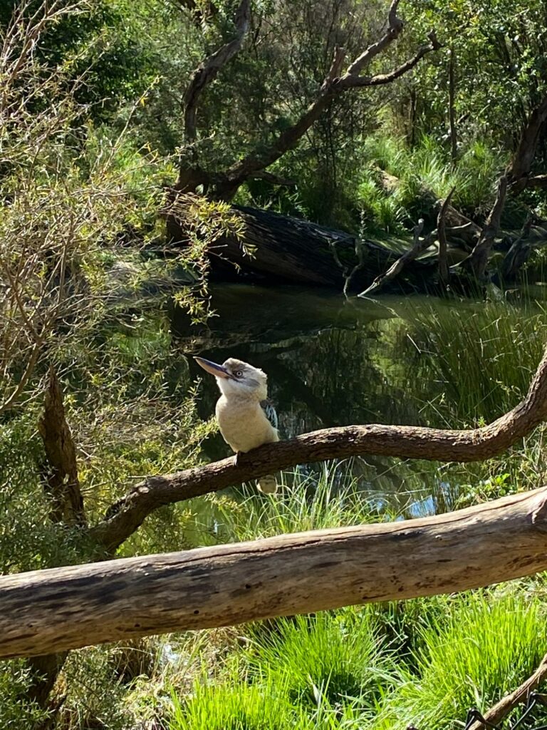 Wildlife in Australia